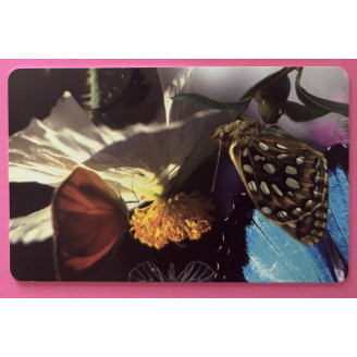 Afrique du Sud papillons et...