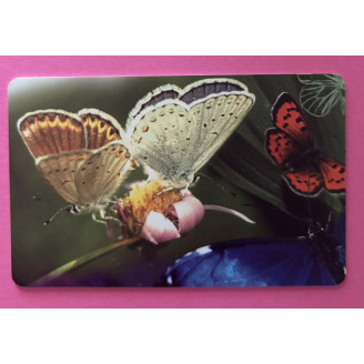 Afrique du Sud R15...