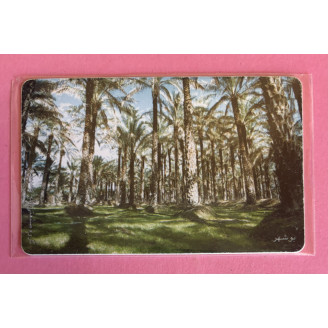 IRAN télécarte TCT  Palmier